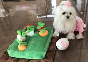 Hunde Schnüffelspiel Mini Karotten mit Häschen