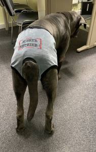 Schutzhöschen * DogsZone * Ausserbetrieb *bis XXXL