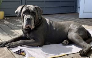 Schutzhöschen * DogsZone * Ausserbetrieb *bis XXXL