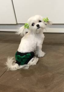 Schutzhöschen * DogsZone *GREEN DOTS *bis XXXL