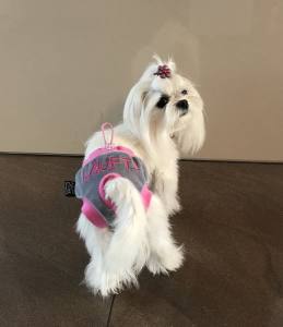 Schutzhöschen * DogsZone * LÄUFT.... *