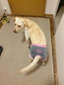 Schutzhöschen * DogsZone * LÄUFT.... *