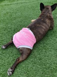 Schutzhöschen * DogsZone * LÄUFT.... *