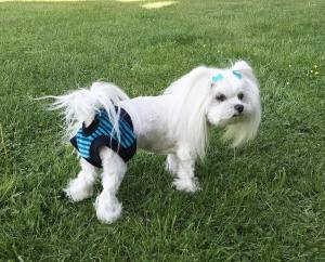 Schutzhöschen BLAU * DogsZone * LITTLE STRIPES*