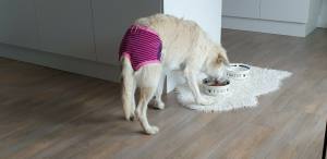 Schutzhöschen GRÜN-DUNKELBLAU  * DogsZone * LITTLE STRIPES*