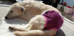 Schutzhöschen PINK-LILA * DogsZone * LITTLE STRIPES*