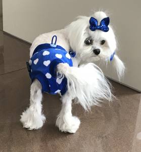 Schutzhöschen * DogsZone *MY BLUE HEART *