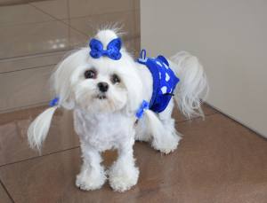 Schutzhöschen * DogsZone *MY BLUE HEART *