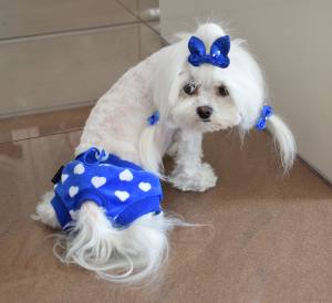 Schutzhöschen * DogsZone *MY BLUE HEART *