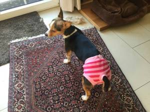 Schutzhöschen * DogsZone PINK* BIG STRIPES*