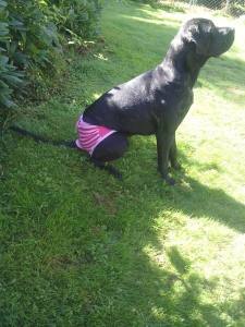 Schutzhöschen * DogsZone PINK* BIG STRIPES*