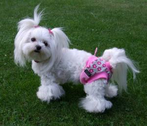 Schutzhöschen * DogsZone *PINK FIORE *RESTPOSTEN