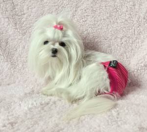 Schutzhöschen * DogsZone *PINK STRIPES JERSEY *