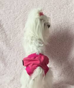 Schutzhöschen * DogsZone *PINK STRIPES JERSEY *