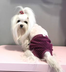 Schutzhöschen FUCHSIA bei Läufigkeit DOT EXTRA LANG