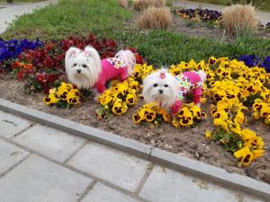 Softgeschirr * PINK FLOWER *