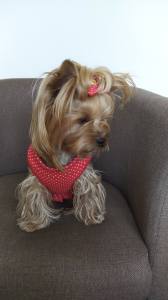Softgeschirr * Red & White * Dots