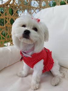 Softgeschirr * Red & White * Dots