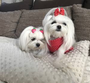 Softgeschirr * Red & White * Dots