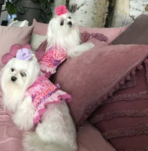 Hunde BIG Spange BIG FLOWER POWER