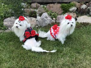 Hunde BIG Spange BIG FLOWER POWER