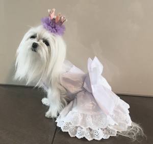 Hunde Spange BIG Krone Lavendel