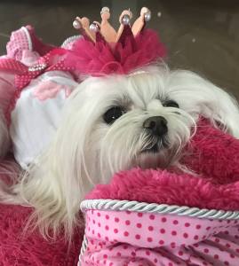 Hunde Spange BIG Krone PINK