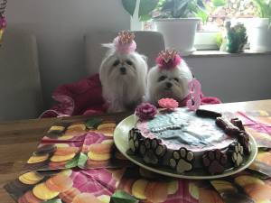 Hunde Spange BIG Krone PINK