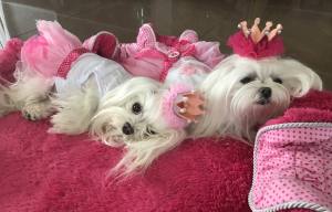 Hunde Spange BIG Krone Rose Silber