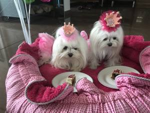 Hunde Spange BIG Krone Rose Silber