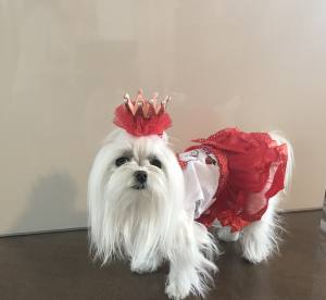 Hunde Spange BIG Krone ROT