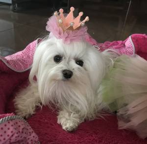 Hunde Spange BIG Krone Rosa Gold