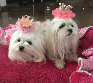 Hunde Spange BIG Krone Rosa Gold