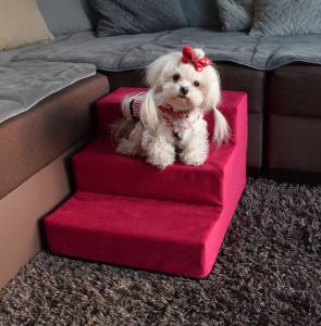 Hunde Spange BUTTERFLY