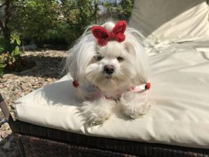 Hunde Spange BUTTERFLY