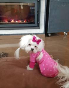 Hunde Spange BUTTERFLY