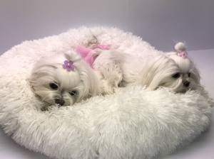Hunde Spange *PEARL FLOWER *