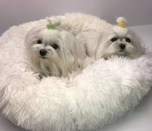 Hunde Spange *PEARL FLOWER *