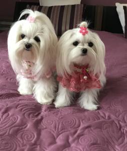 Hunde Spange *PEARL FLOWER *
