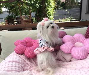 Hunde Spange PUSCHEL
