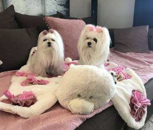 Hunde Spange PUSCHEL