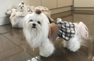 Hunde Spange PUSCHEL