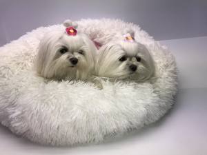 Hunde Spange * STOFF BLUME 2 *