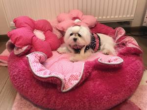 Hunde Spange auf Klip GLAMOUR DOTS MINI