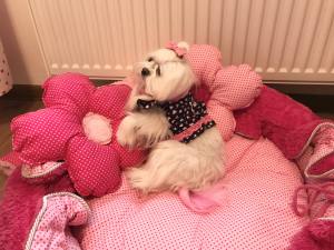 Hunde Spange auf Klip GLAMOUR DOTS MINI