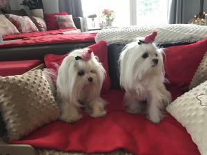 Hunde Spange auf Klip Pudelmütze