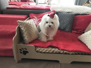 Hunde Spange auf Klip Pudelmütze