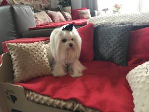 Hunde Spange auf Klip Pudelmütze