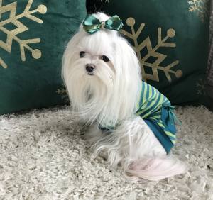 Sweatshirt für Hunde Streifen Grün-gelb
