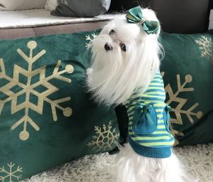 Sweatshirt für Hunde Streifen Grün-gelb